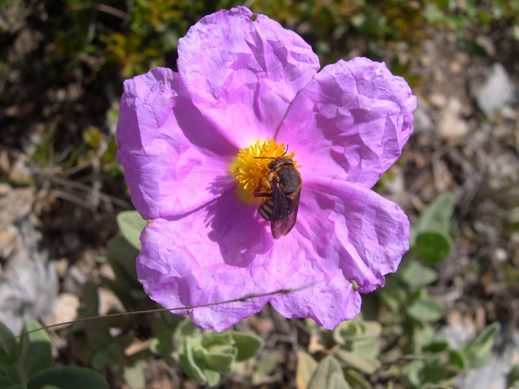 Fonds d'cran Animaux Insectes - Abeilles Gupes ... Abeille sur fleur de cyste