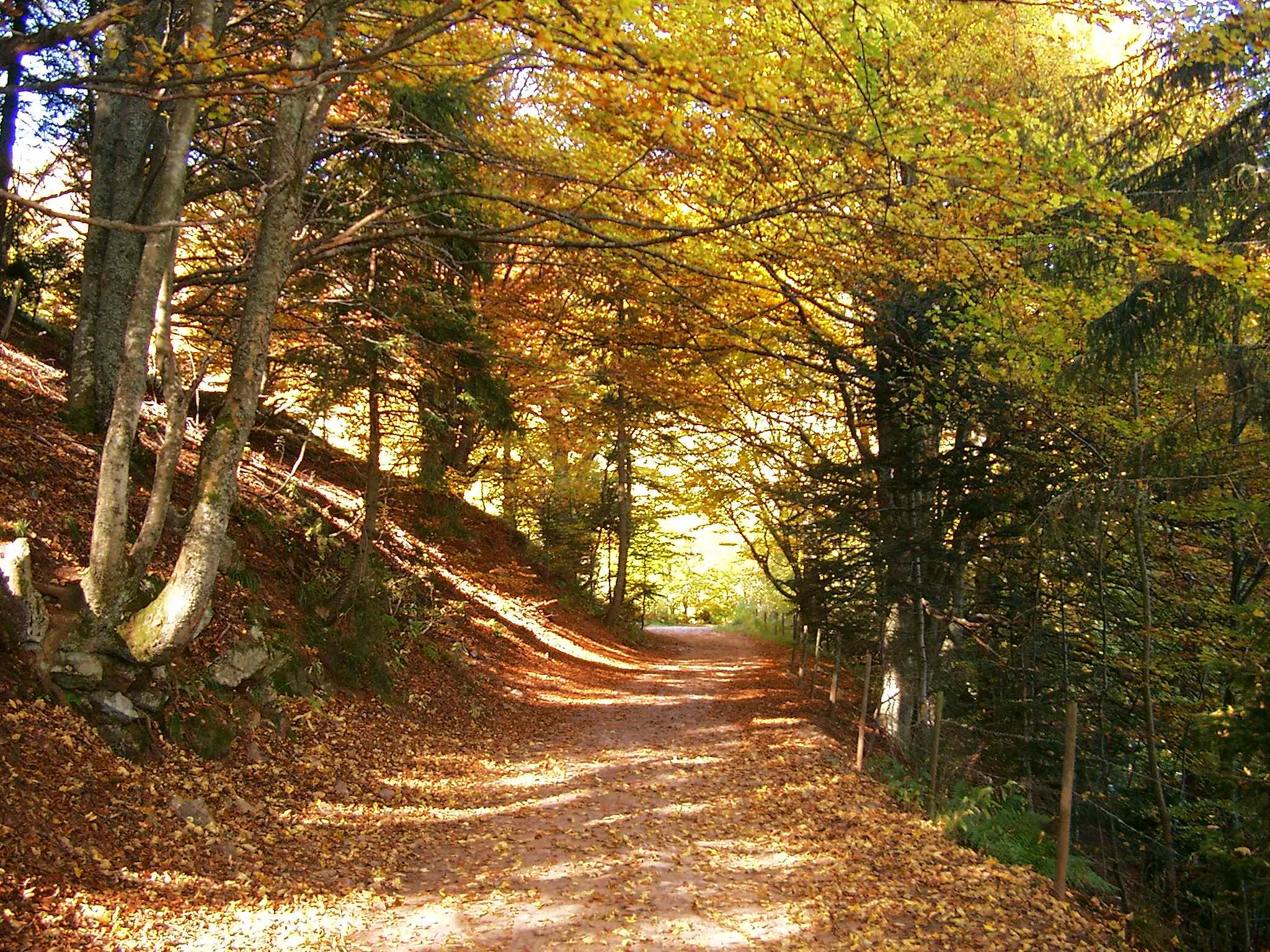 Fonds d'cran Nature Saisons - Automne 