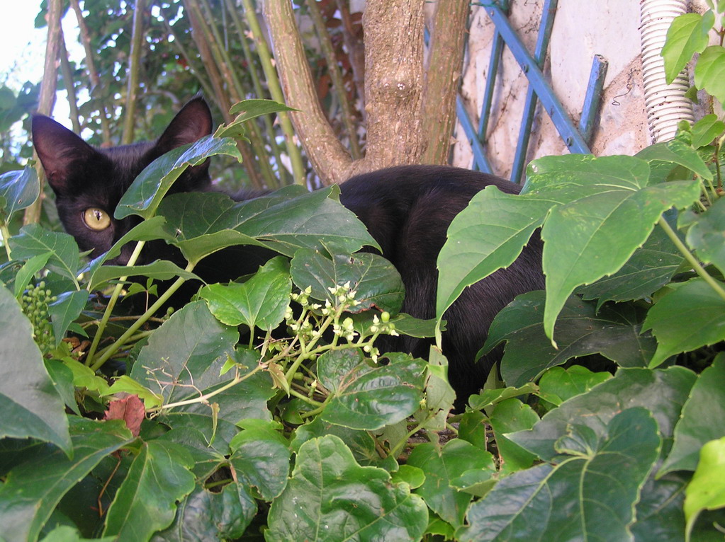 Fonds d'cran Animaux Chats - Chatons caché