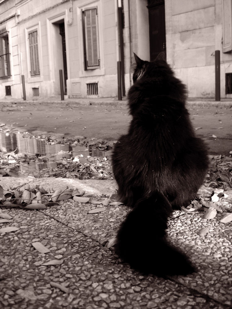 Fonds d'cran Animaux Chats - Chatons le chat noir de marseille