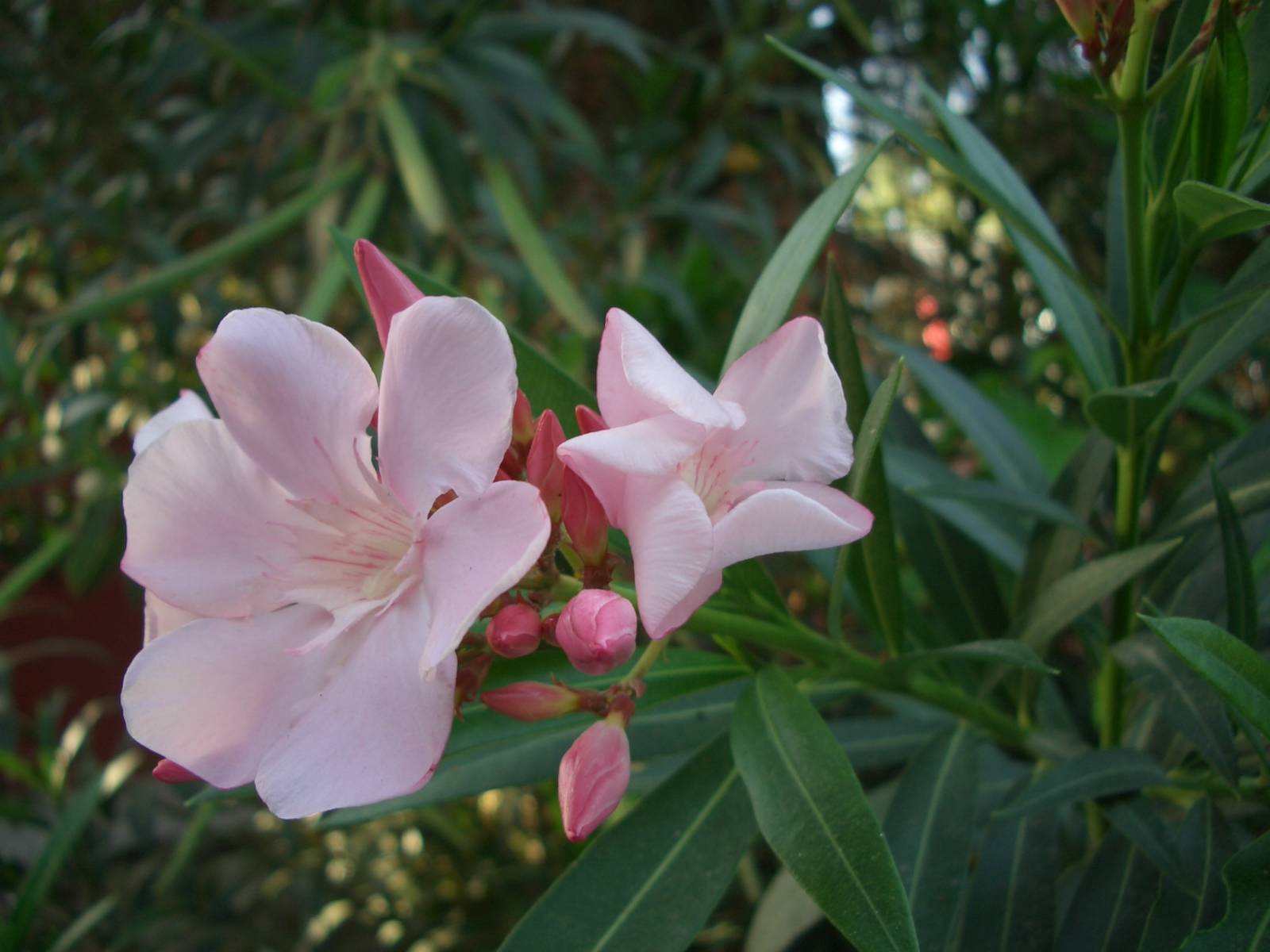 Fonds d'cran Nature Fleurs 