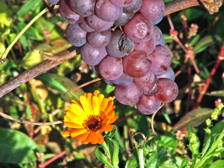 Wallpapers Nature Fruits Du bon raisin !