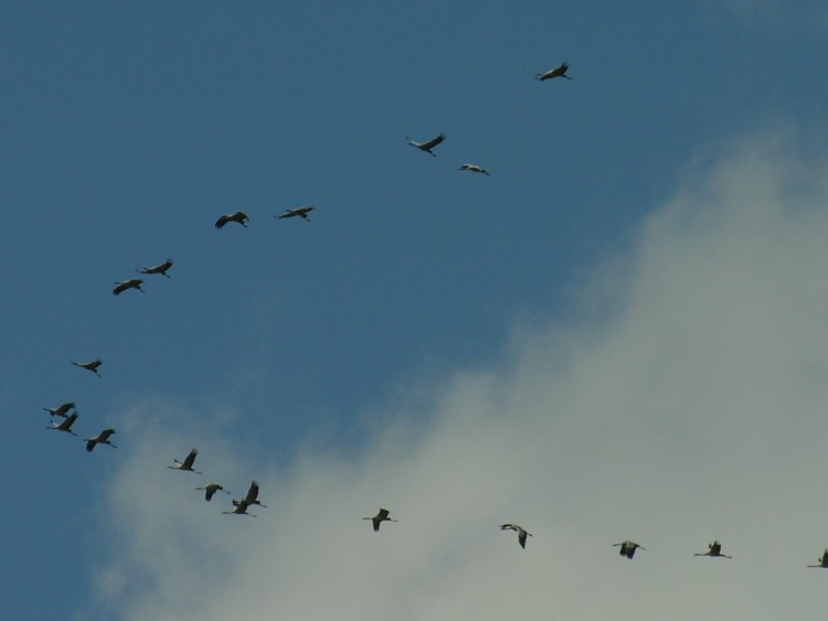 Fonds d'cran Animaux Oiseaux - Grues Passage de grues