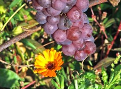 Fonds d'cran Nature Du bon raisin !