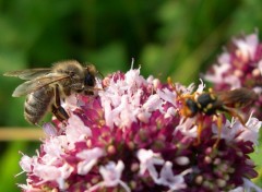 Fonds d'cran Animaux Abeille jurassienne