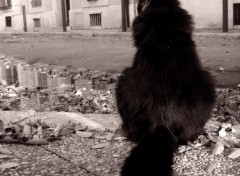 Fonds d'cran Animaux le chat noir de marseille