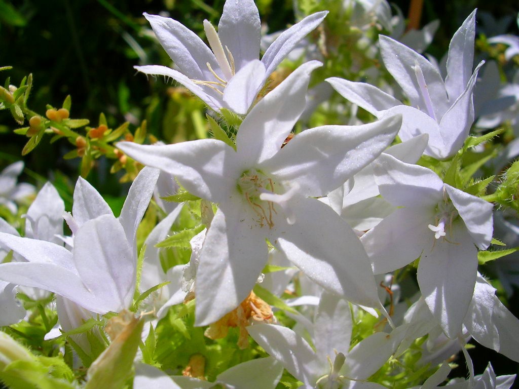 Wallpapers Nature Flowers Campanules de Carpates