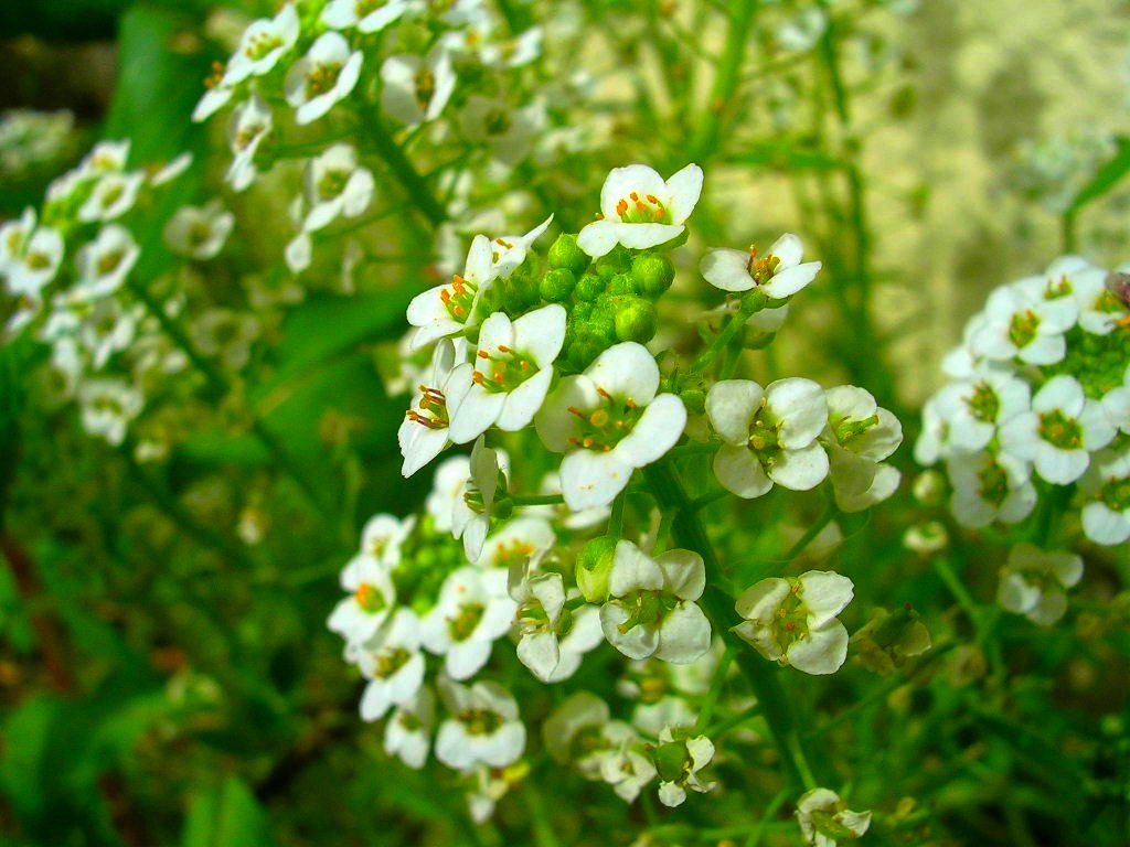 Fonds d'cran Nature Fleurs 