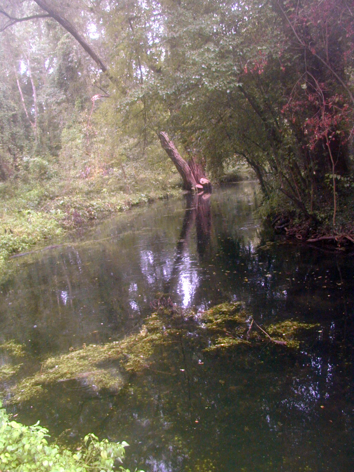 Fonds d'cran Nature Fleuves - Rivires - Torrents Le Fusain