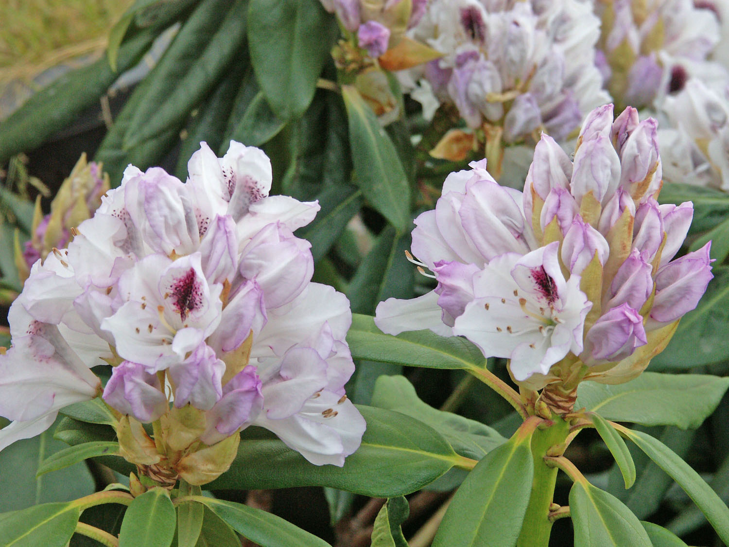 Fonds d'cran Nature Fleurs Fleurs