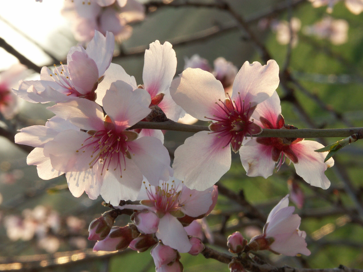 Fonds d'cran Nature Fleurs Fleurs