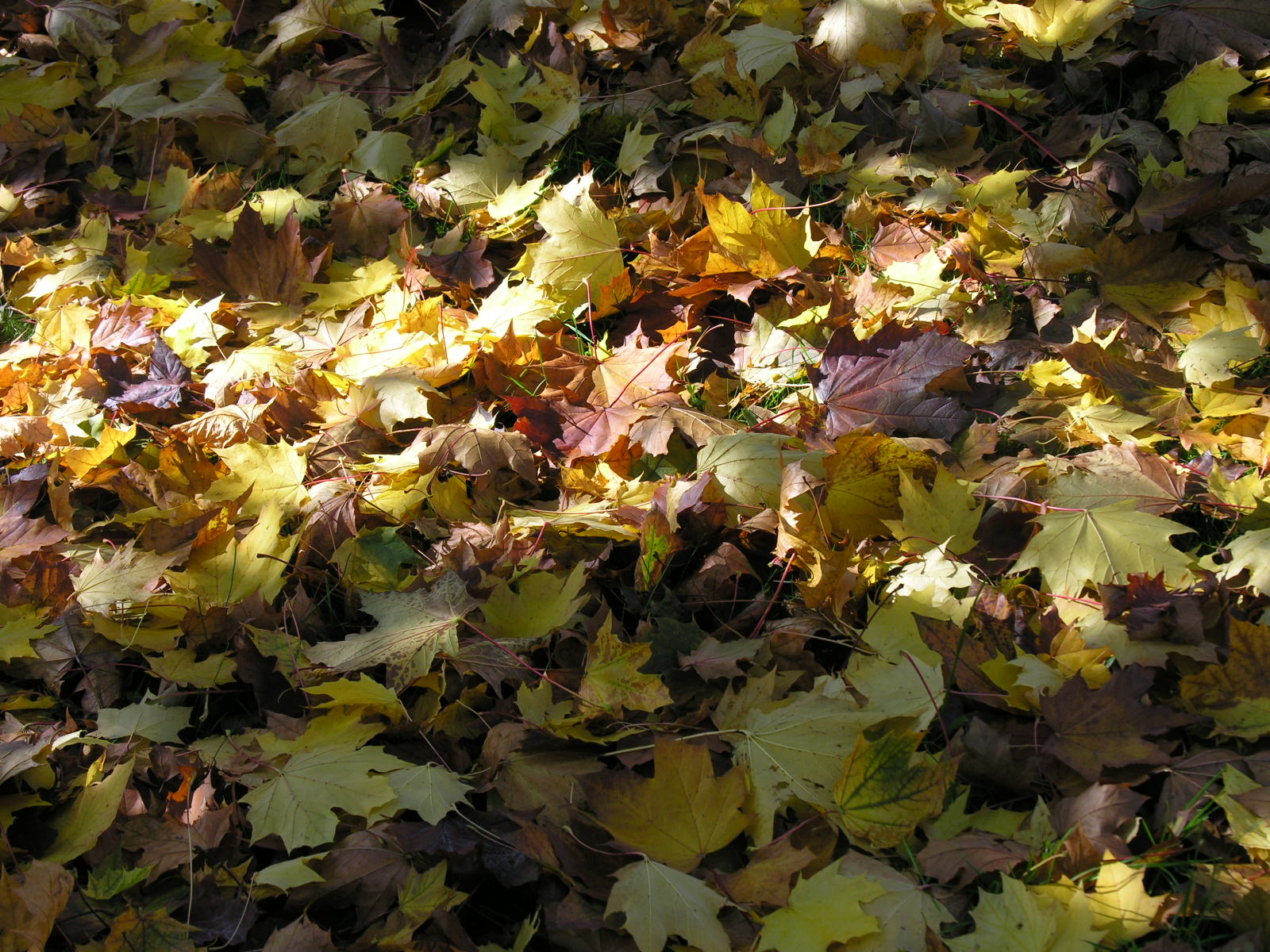 Fonds d'cran Nature Feuilles - Feuillages Tapis d'automne