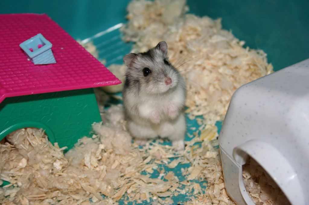 Wallpapers Animals Rodents - Misc Hamster