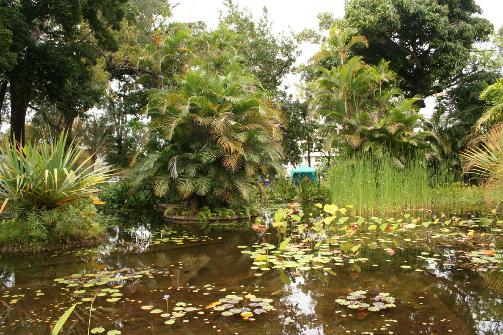 Fonds d'cran Nature Parcs - Jardins Jardin de l'Etat  St-Denis02