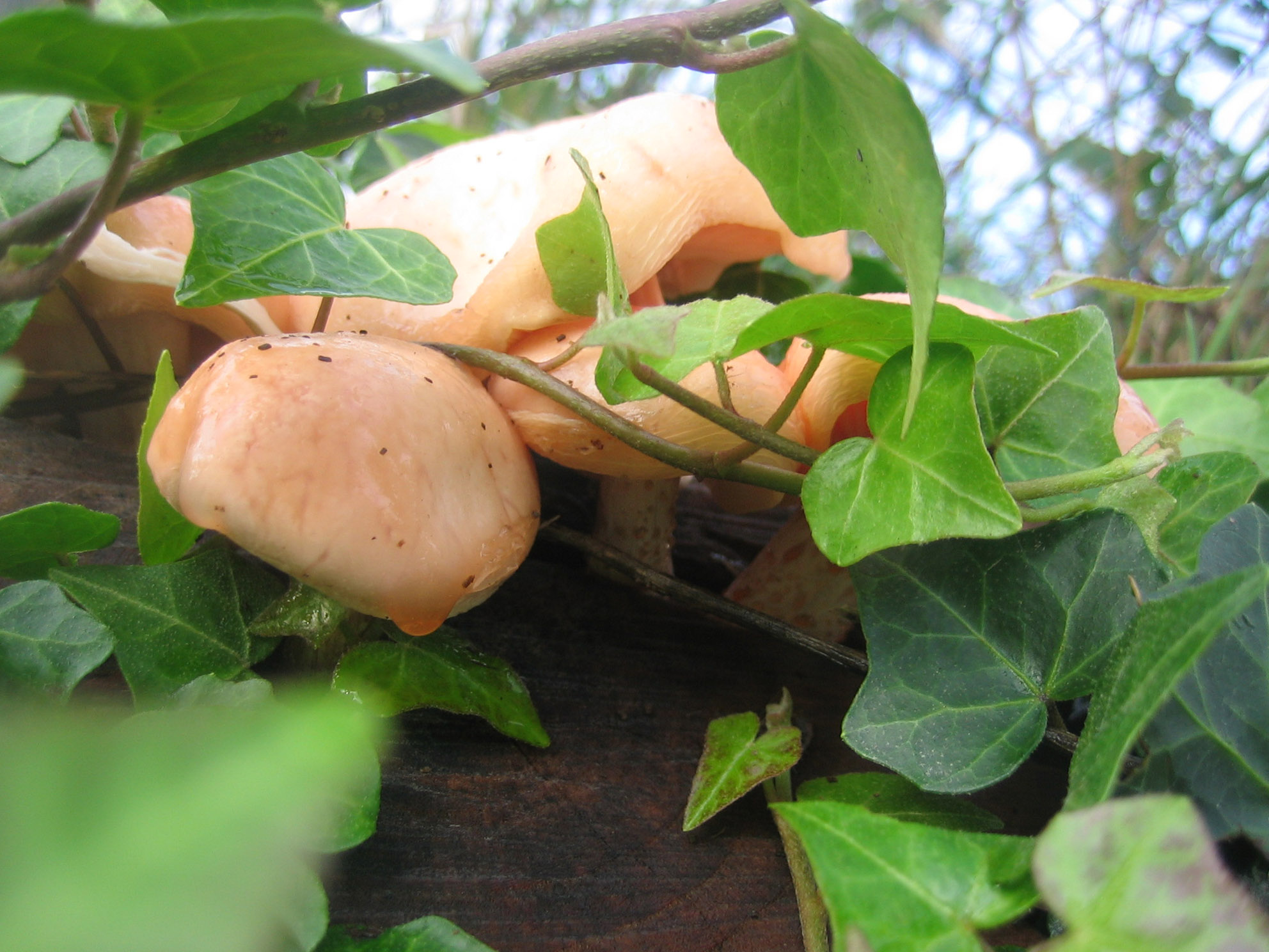 Wallpapers Nature Mushrooms Champipis!