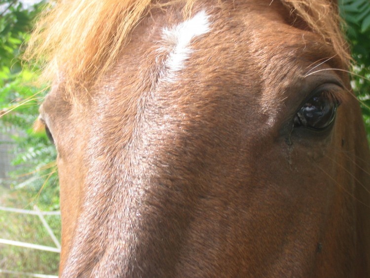 Fonds d'cran Animaux Chevaux Tout est dans l'oeil!!