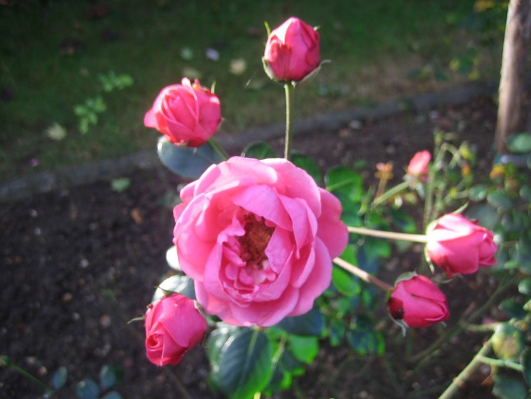 Wallpapers Nature Flowers Une rose et ses satellites!!