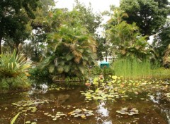 Fonds d'cran Nature Jardin de l'Etat  St-Denis02