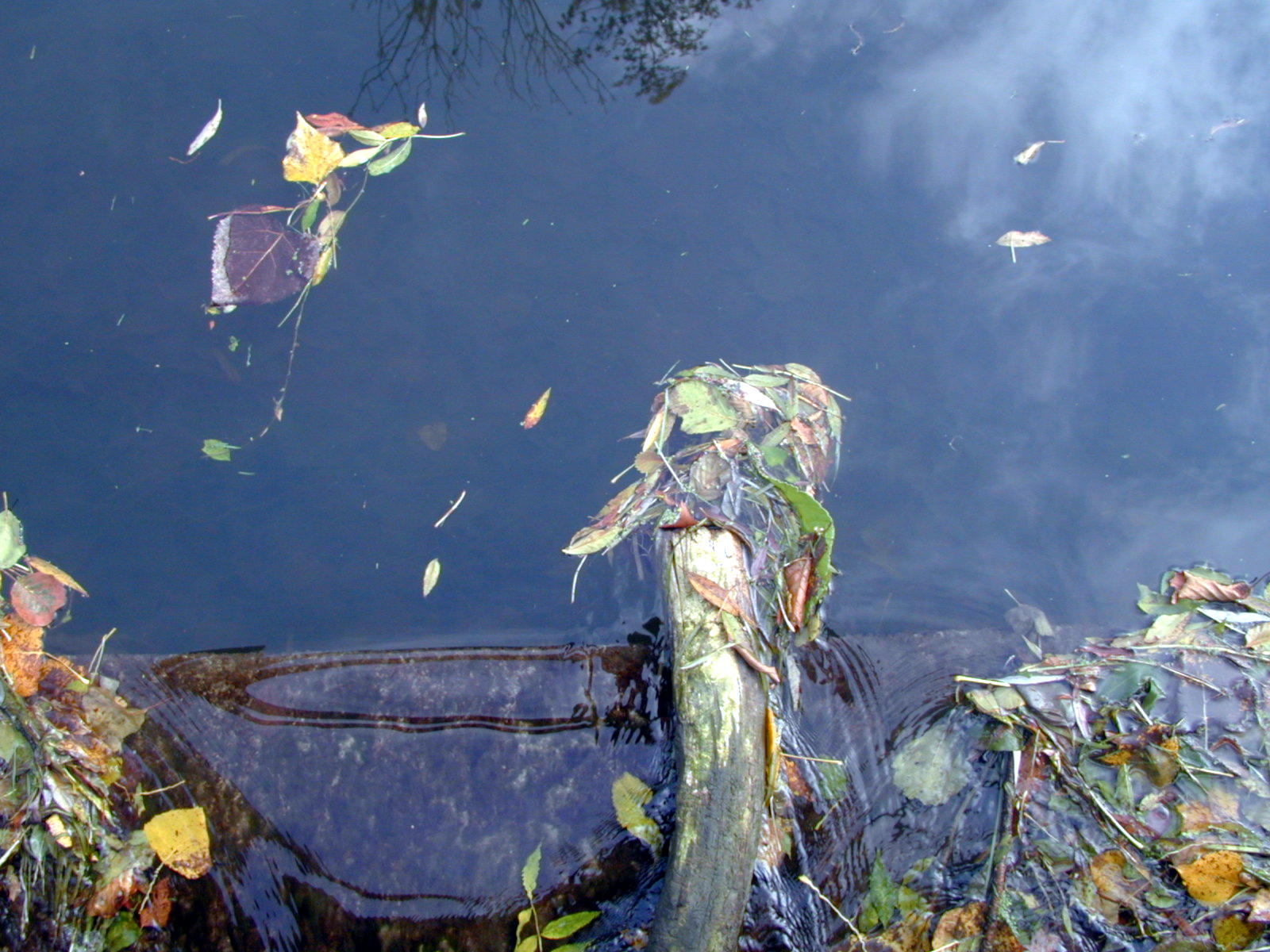 Wallpapers Nature Water - Reflection Reflets