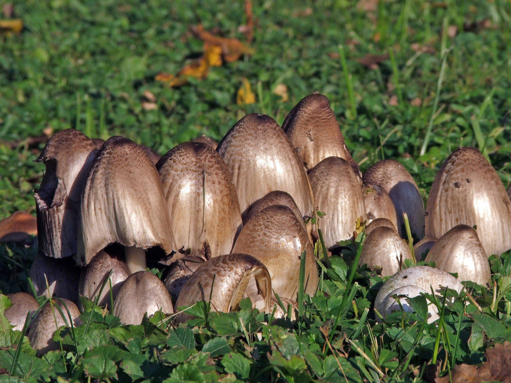 Fonds d'cran Nature Champignons Restons groups pour lutter contre l'envahisseur !