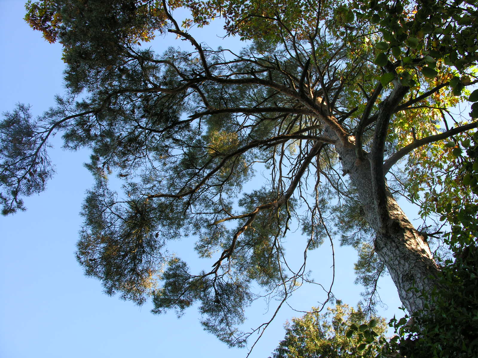 Fonds d'cran Nature Arbres - Forts 