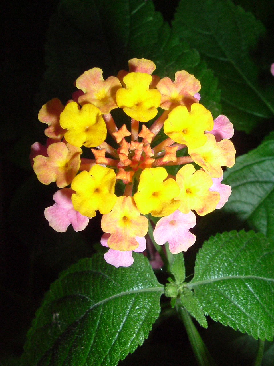 Fonds d'cran Nature Fleurs Les Lantanas