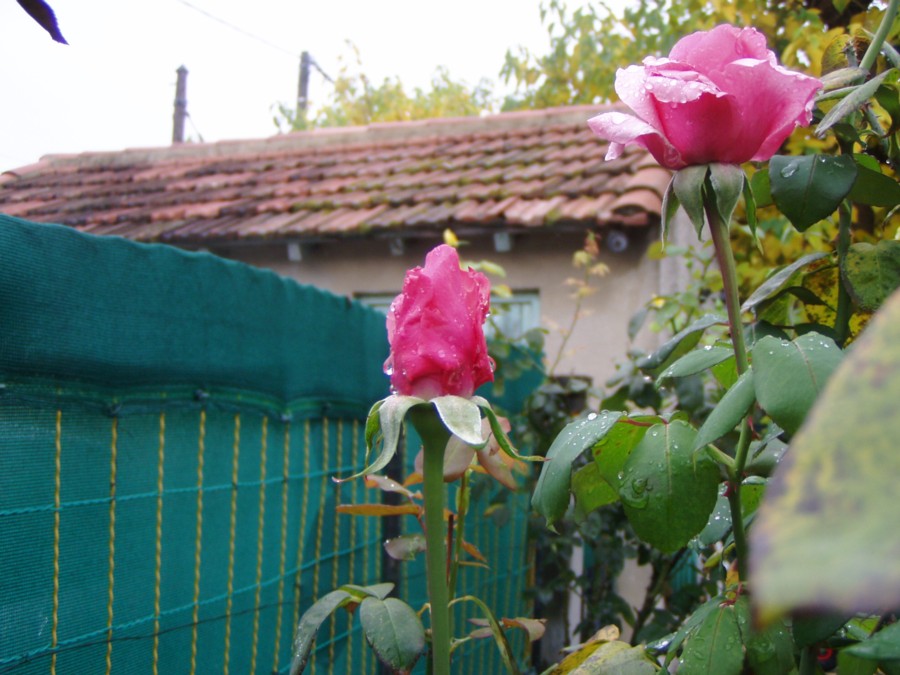 Wallpapers Nature Flowers rose de mon jardin