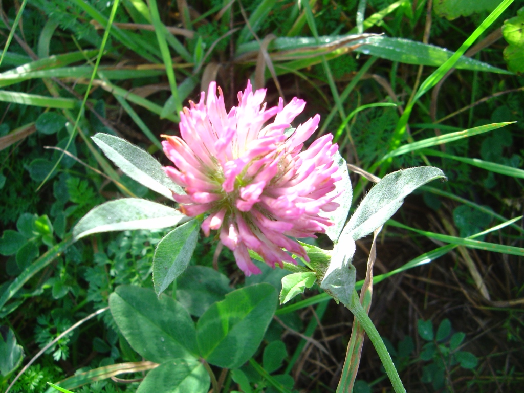 Fonds d'cran Nature Fleurs Fleur des champs.