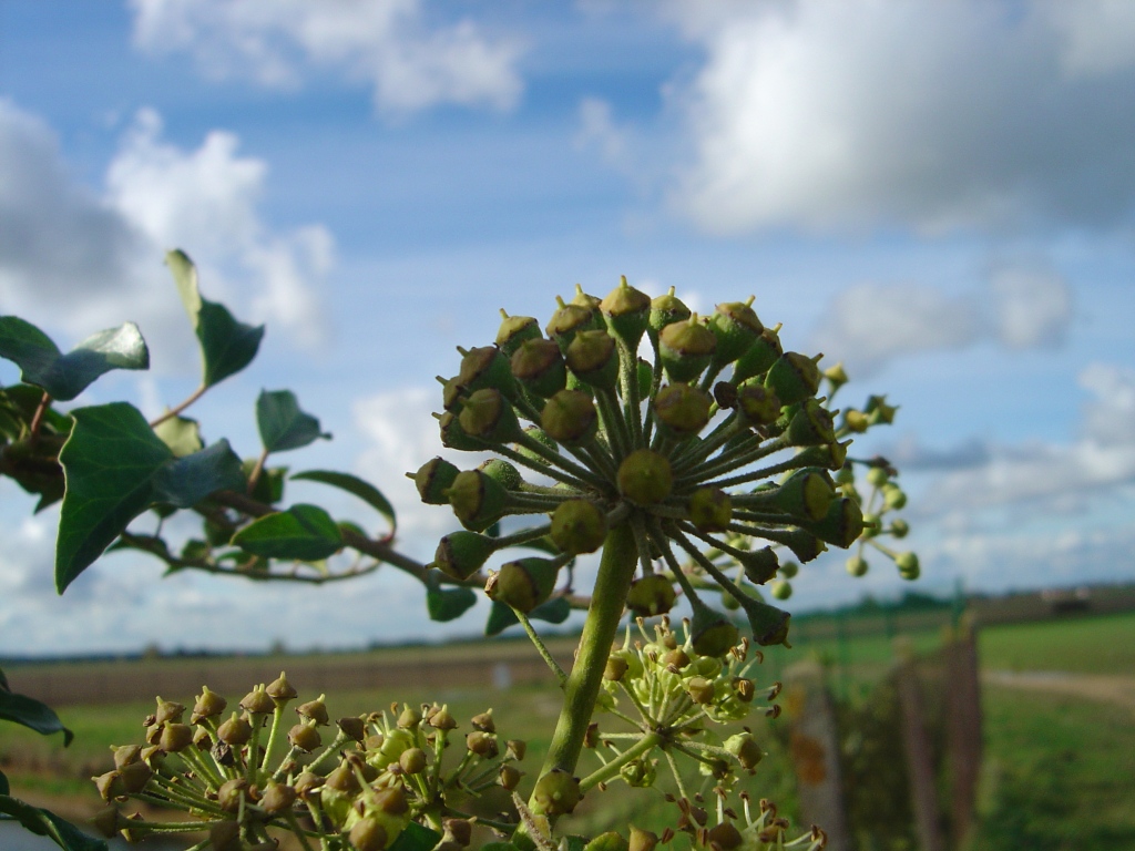 Wallpapers Nature Flowers Fleur des champs.