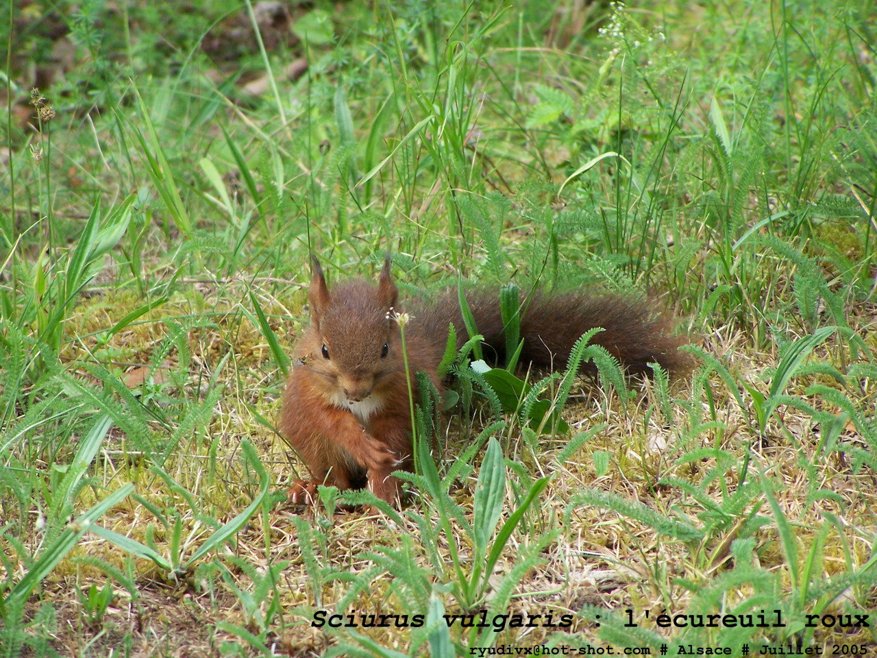 Wallpapers Animals Rodents - Misc Sciurus vulgaris : Ecureuil roux