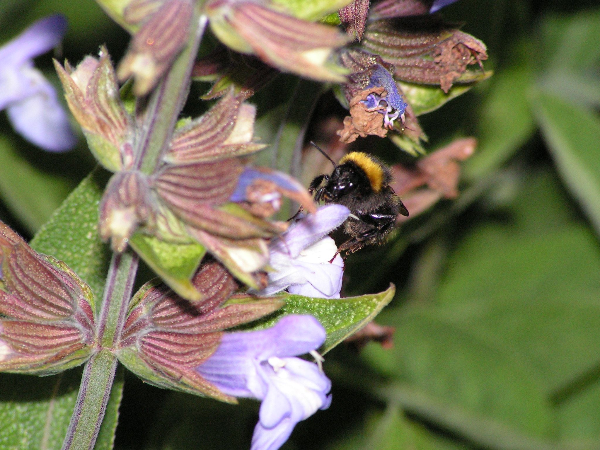 Fonds d'cran Animaux Insectes - Abeilles Gupes ... Bzzzzzzzzzzzzz