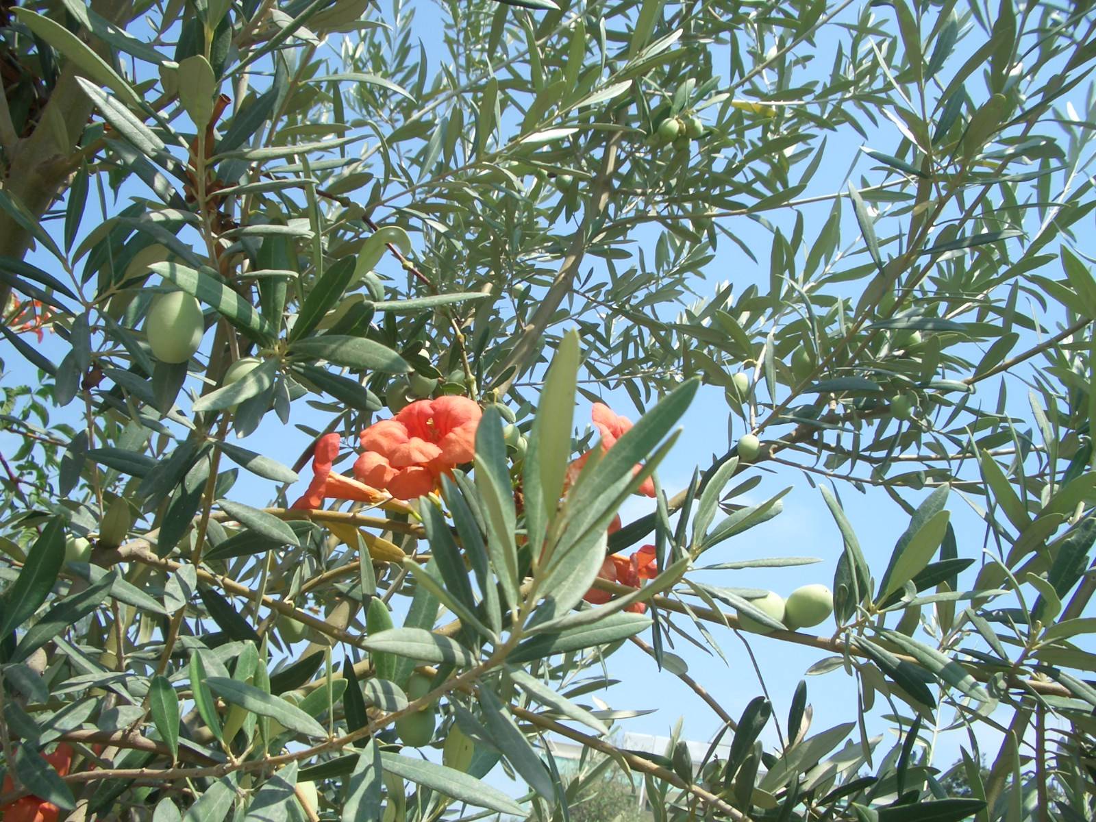 Fonds d'cran Nature Fleurs 