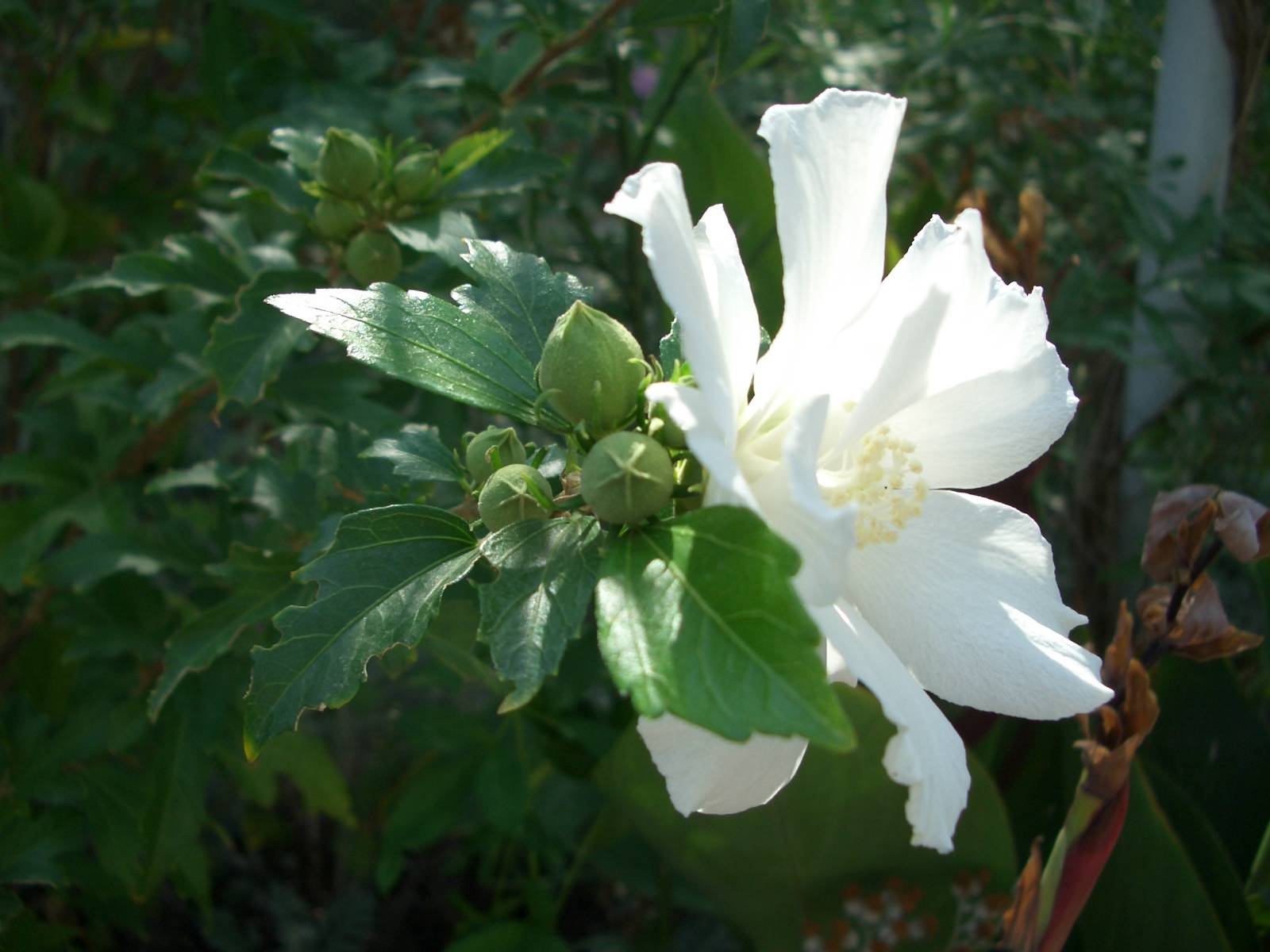 Fonds d'cran Nature Fleurs 