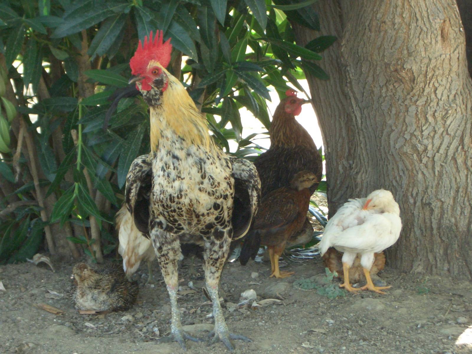 Fonds d'cran Animaux Oiseaux - Coqs et Poules 