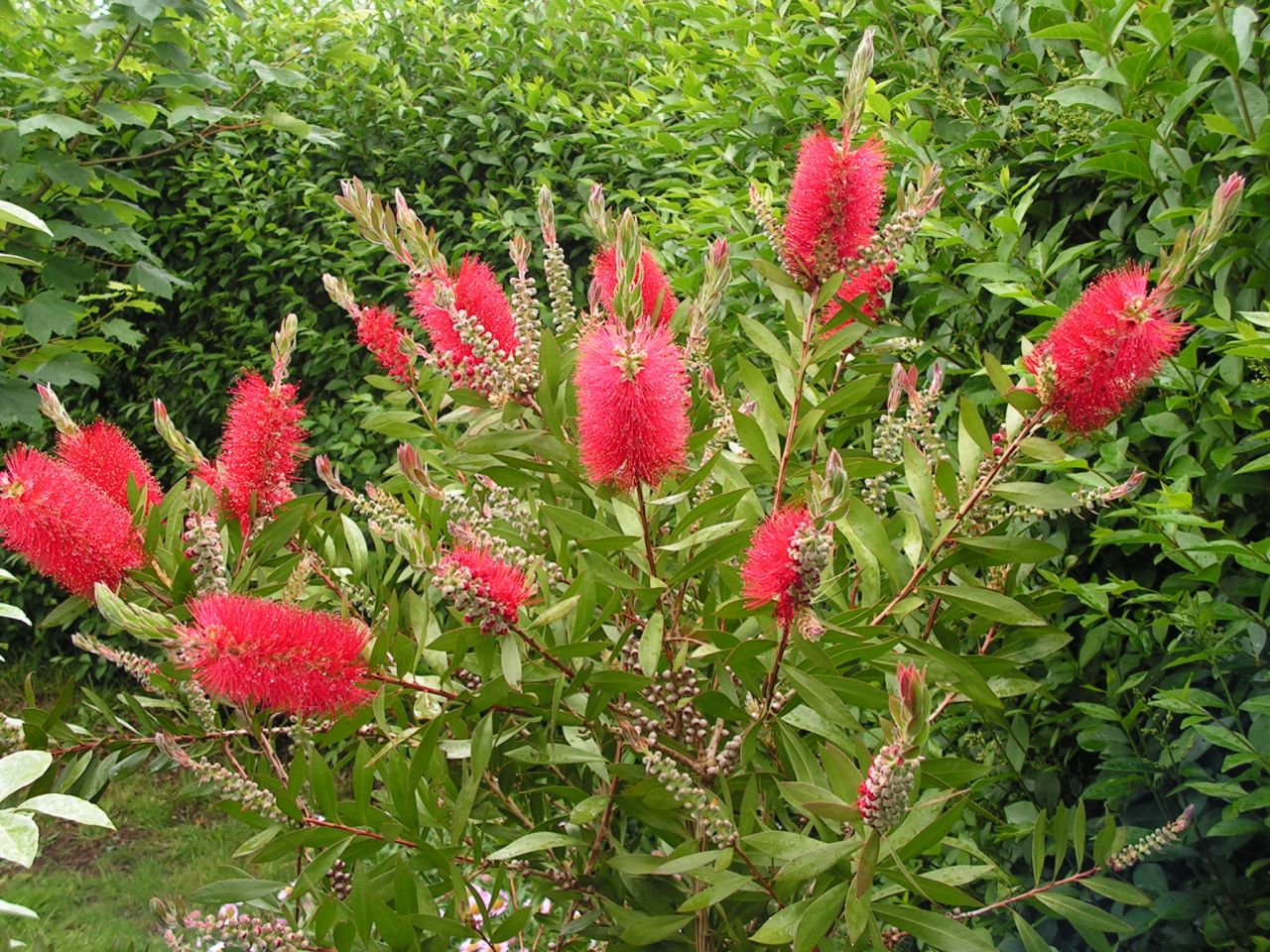 Fonds d'cran Nature Fleurs rince-bouteille en bretagne