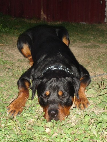 Fonds d'cran Animaux Chiens vargas mon rottweiler