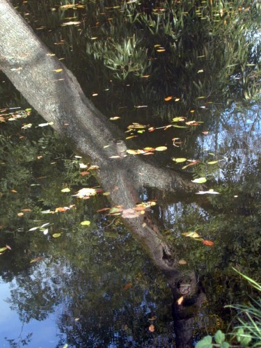 Wallpapers Nature Water - Reflection Reflets