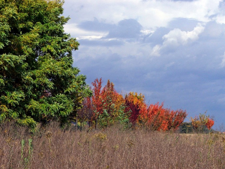 Wallpapers Nature Seasons - Fall Parure d'automne....