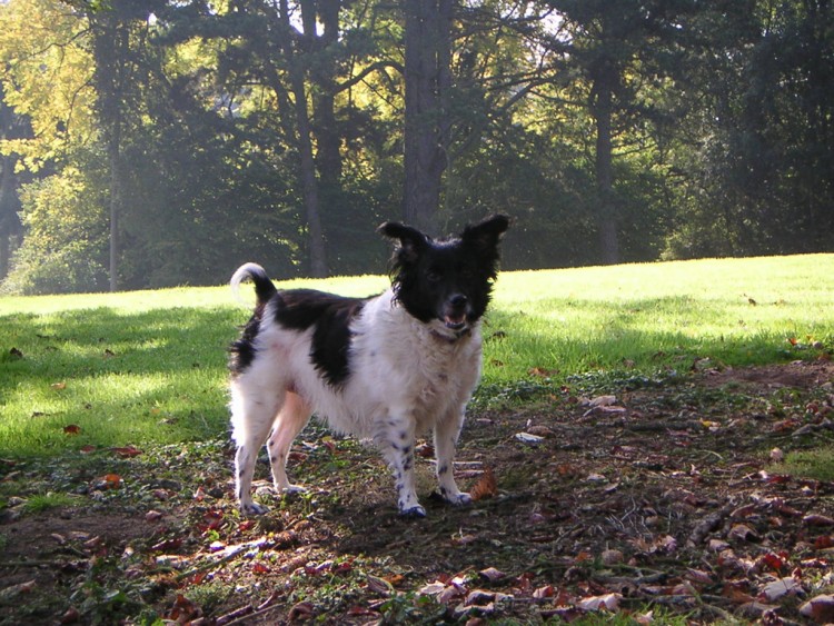 Wallpapers Animals Dogs Parc de Tervuren (Belgique)