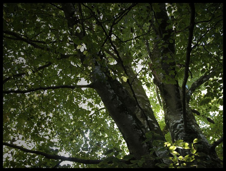 Fonds d'cran Nature Arbres - Forts feuillage