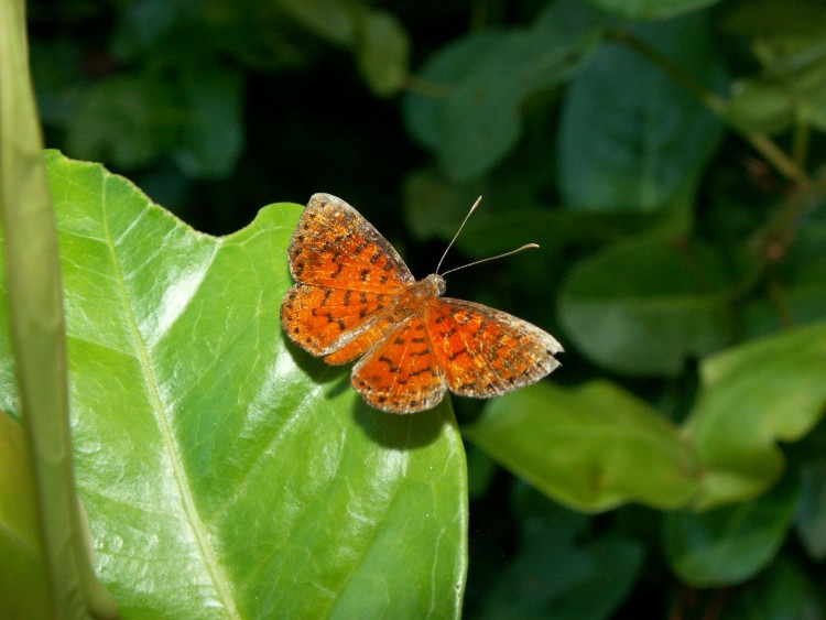 Fonds d'cran Animaux Insectes - Papillons Papillon 