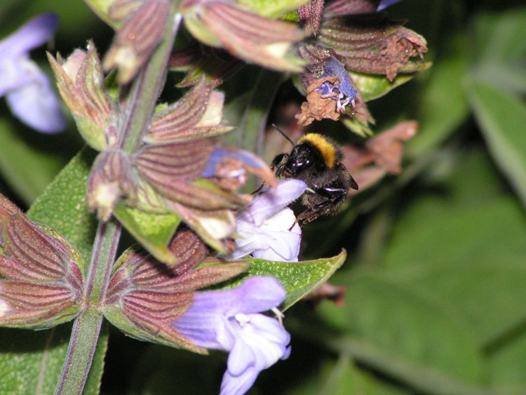 Fonds d'cran Animaux Insectes - Abeilles Gupes ... Bzzzzzzzzzzzzz