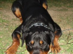 Fonds d'cran Animaux vargas mon rottweiler