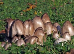 Fonds d'cran Nature Restons groups pour lutter contre l'envahisseur !