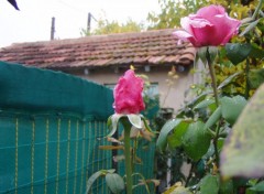 Wallpapers Nature rose de mon jardin