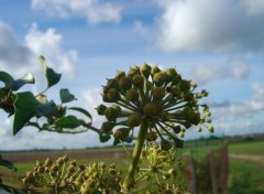 Wallpapers Nature Fleur des champs.