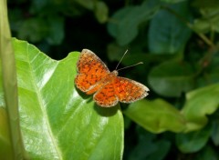 Fonds d'cran Animaux Papillon 