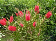 Fonds d'cran Nature rince-bouteille en bretagne