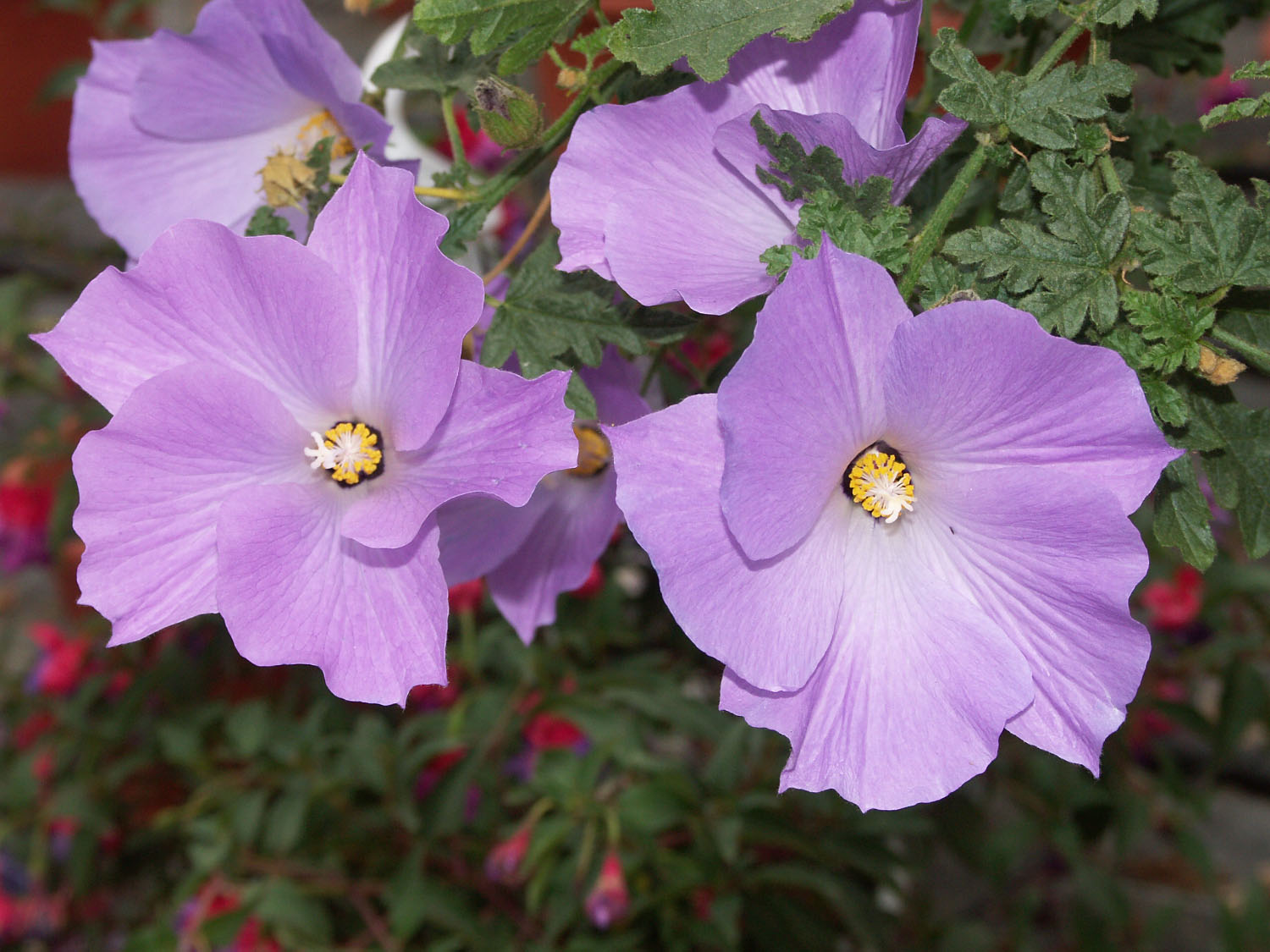 Wallpapers Nature Flowers Fleurs