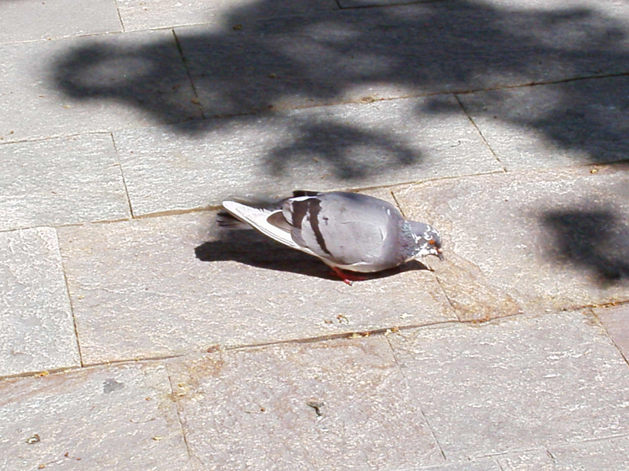 Wallpapers Animals Birds - Pigeons and Doves Le pigeon de Palavas !